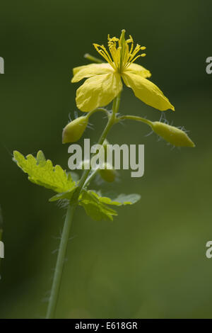 Maggiore celandine, chelidonium majus Foto Stock