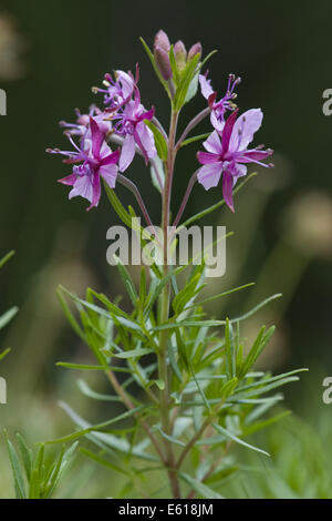 Fleischer's willow herb, epilobium fleischeri Foto Stock