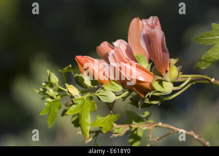 Arbusto malva, lavatera phoenicea Foto Stock