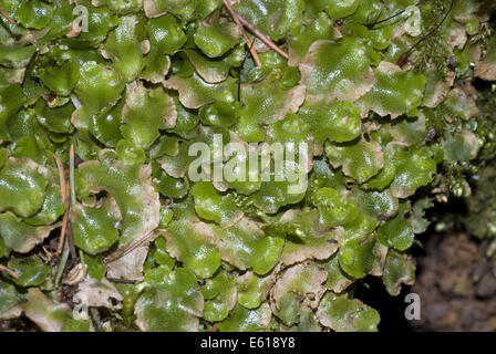 Crescent-cup liverwort, lunularia cruciata Foto Stock