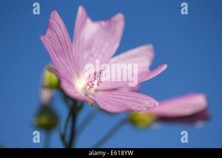 Musk mallow, malva moschata Foto Stock