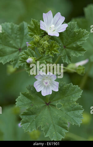 Comune di malva, malva neglecta Foto Stock