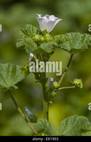 Comune di malva, malva neglecta Foto Stock