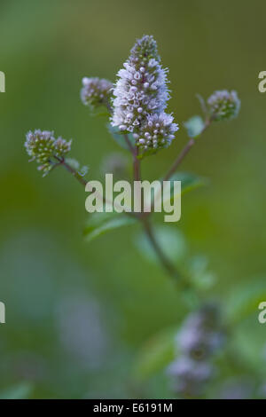 La menta piperita, Mentha x piperita Foto Stock