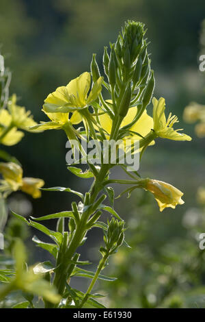 A FIORE GRANDE di enagra, oenothera glazioviana Foto Stock