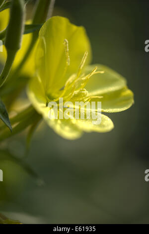 A FIORE GRANDE di enagra, oenothera glazioviana Foto Stock