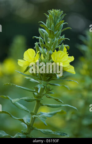 Oenothera parviflora Foto Stock