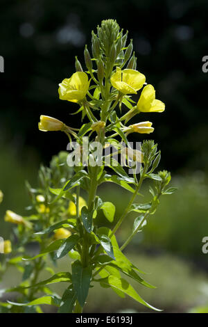 Oenothera parviflora Foto Stock