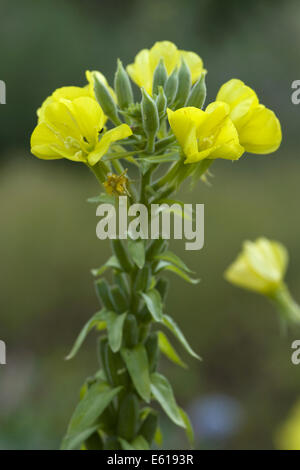 Oenothera parviflora Foto Stock