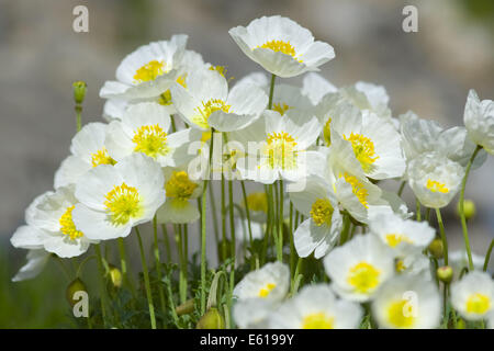 Salzburg alpine, papavero papaver alpinum ssb. sendtneri Foto Stock