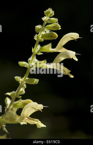 Sticky salvia, salvia glutinosa Foto Stock