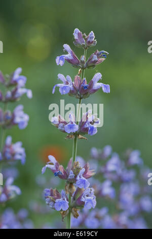 Comune di salvia, salvia officinalis Foto Stock