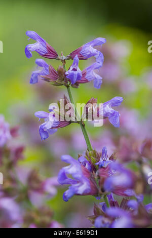 Comune di salvia, salvia officinalis Foto Stock