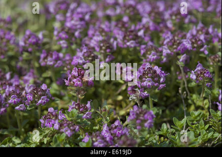 Timo artico, thymus praecox ssp. arcticus Foto Stock