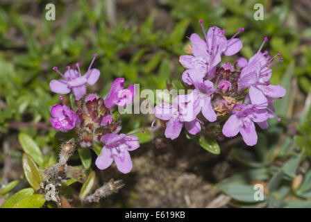 Breckland timo, Thymus serpyllum Foto Stock