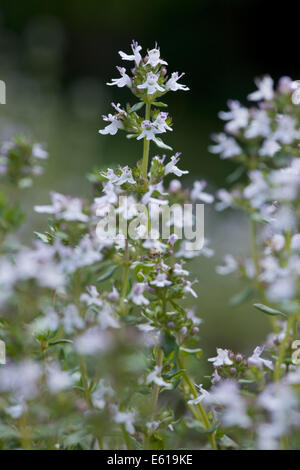 Comune di timo, Thymus vulgaris Foto Stock