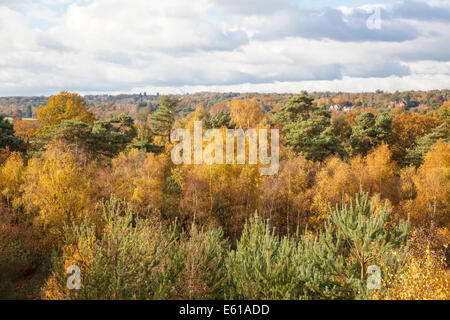 Bellissima campagna del Surrey: boschi con argento di betulle in luminosi colori autunnali a Frensham Pond, Surrey, Regno Unito Foto Stock