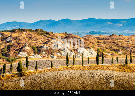 Strada e cipressi su una collina vicino a Asciano nelle Crete Senesi, Toscana, Italia Foto Stock