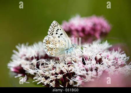 Chalkhill blue butterfly (Lysandra coridon), la parte inferiore del maschio, l'alimentazione sulla canapa agrimonia. Foto Stock