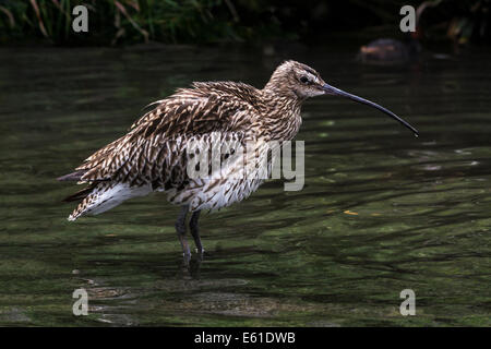 L'adulto curlew presenta un disegno di legge atto per sondare in profondità nel fango della palude e seashore. Foto Stock