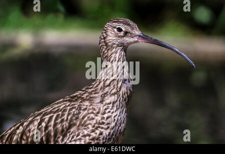 L'adulto curlew presenta un disegno di legge atto per sondare in profondità nel fango della palude e seashore. Foto Stock