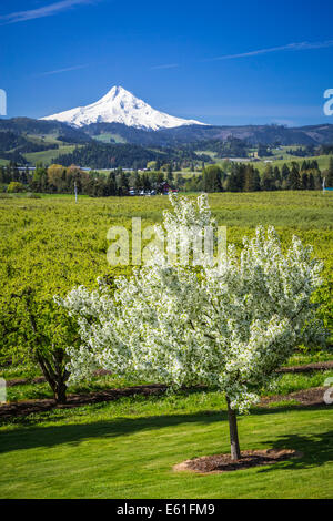 Snow capped Mount Hood e apple blossoms vicino Parkdale, Oregon, Stati Uniti d'America. Foto Stock