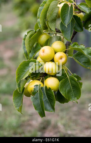 Pyrus pyrifolia. Asian Pera "Nijisseki'. Foto Stock