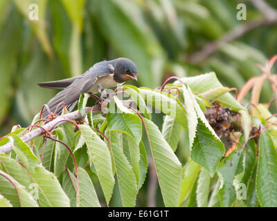 Una rondine ( Hirundo rustica ) si appollaia in un albero dopo l'alimentazione sulle mosche Foto Stock