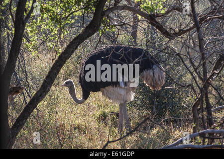 Uccello maschio senza volo dello struzzo comune nei boschi della savana, nel Mabalingwe Game Park, Sudafrica Foto Stock