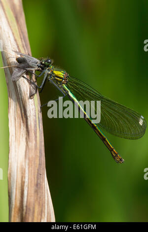 Calopteryx splendens - femmina nastrare demoiselle mangiare una sedge fly Foto Stock