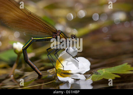 Calopteryx virgo - femmina belle demoiselle deposizione delle uova dopo l'accoppiamento Foto Stock
