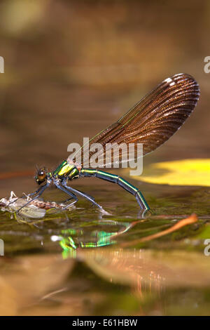 Calopteryx virgo - femmina belle demoiselle deposizione delle uova in un flusso Foto Stock