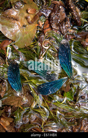 Calopteryx virgo - le ali della bella Demoiselles galleggiante su un fiume. Il damselflies erano stati in realtà risaliva a prima di una libellula Foto Stock