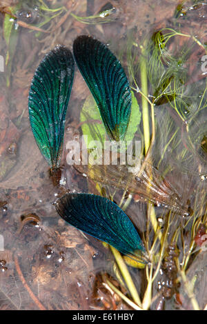 Calopteryx virgo - le ali della bella Demoiselles galleggiante su un fiume. Il damselflies erano stati in realtà risaliva a prima di una libellula Foto Stock