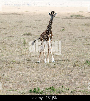 Carino baby giraffe in esecuzione Foto Stock