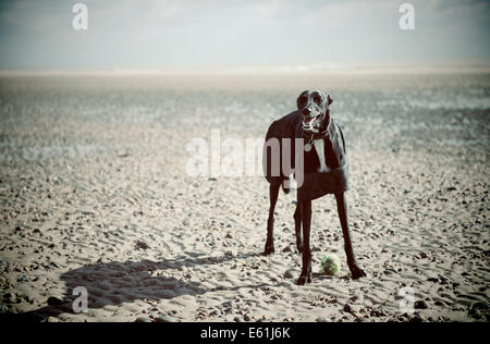 Un levriero cane sulla spiaggia in inverno Foto Stock