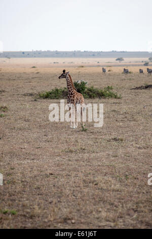 Carino baby giraffe in esecuzione Foto Stock