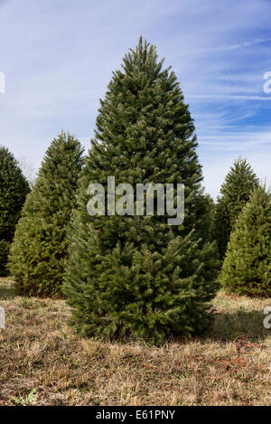 Coppia di alberi di Natale su un taglio la tua fattoria, New Jersey, STATI UNITI D'AMERICA Foto Stock