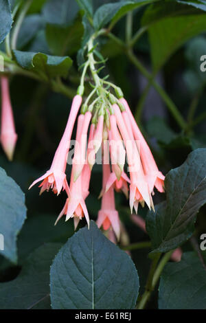 Fuchsia 'Traudchen Bonstedt' Fiori. Foto Stock
