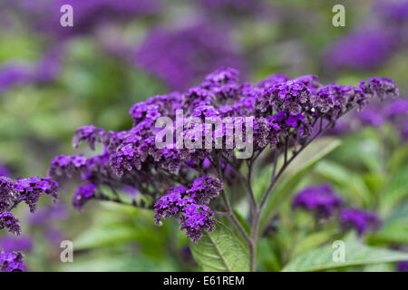 Heliotropium 'Dwarf Marine". Eliotropio fiori in un giardino estivo. Foto Stock