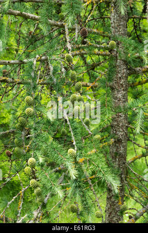 Larice europeo con i coni di Larix decidua Foto Stock