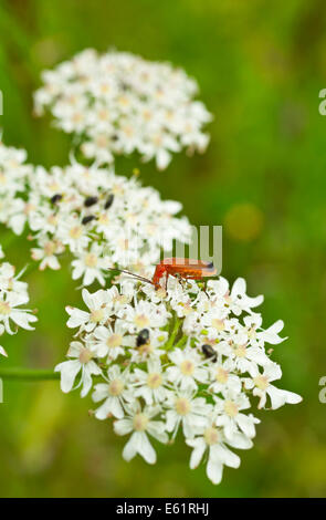 Comune soldato rosso Beetle, Rhagonycha fulva, alimentazione sulla mucca prezzemolo Foto Stock