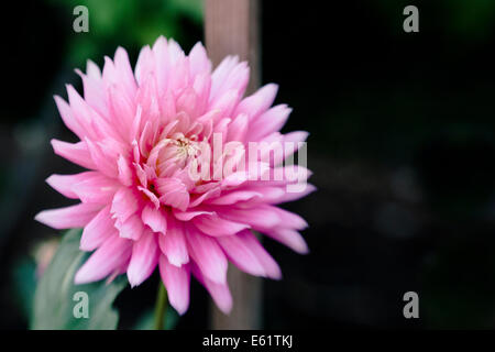 Close-up di fiore rosa Foto Stock