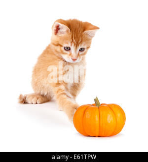 Carino gattino arancione giocando con una mini zucca isolato su bianco uno sfondo. Foto Stock