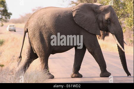 Un elefante africano attraversa la strada nel Parco Nazionale di Kruger, Sud Africa Foto Stock