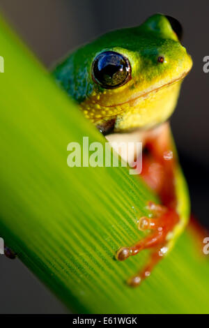 Rane Reed (Hyperolius sp.) sono abbondanti e rumoroso di residenti di Bangweulu, Zambia. Foto Stock