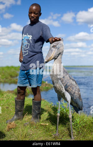 Shoebill (Balaeniceps rex) è tra le prime del premio per birders in Africa e può essere trovato in Bangweulu, Zambia Foto Stock