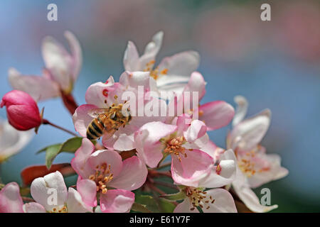 Ape su un fiore di Crabapple Foto Stock