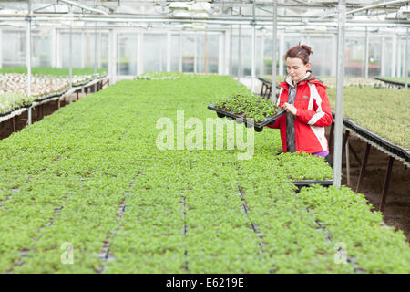 Un Europeo Orientale femmina di un dipendente che lavora in una serra nell' Est dell' Inghilterra Foto Stock