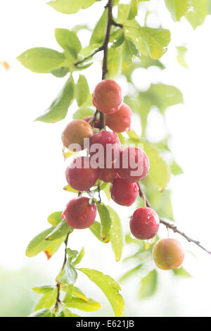 Prugne fresche su un albero. Foto Stock